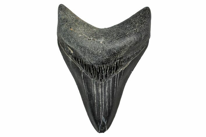 Serrated, Fossil Megalodon Tooth - Georgia #338716